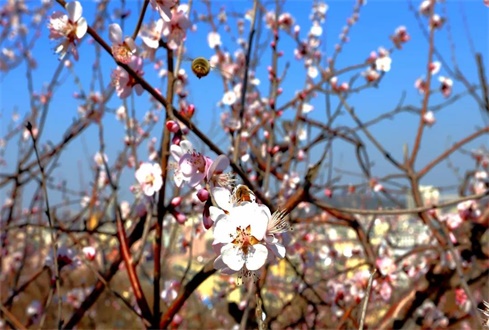 眾志成城戰(zhàn)“疫”情，校企合作“再出發(fā)”