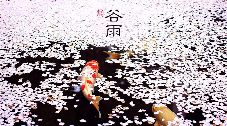 谷雨 | 春欲遠(yuǎn)，夏未至，人間最美四月天